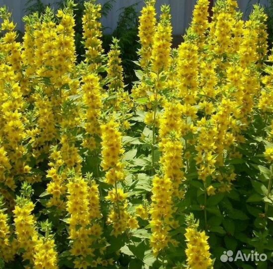 Вербейник точечный