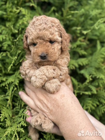 Щенки мальтипу