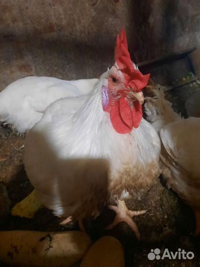 Куры бройлеры живым весом
