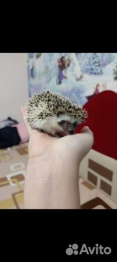 Африканский ежик