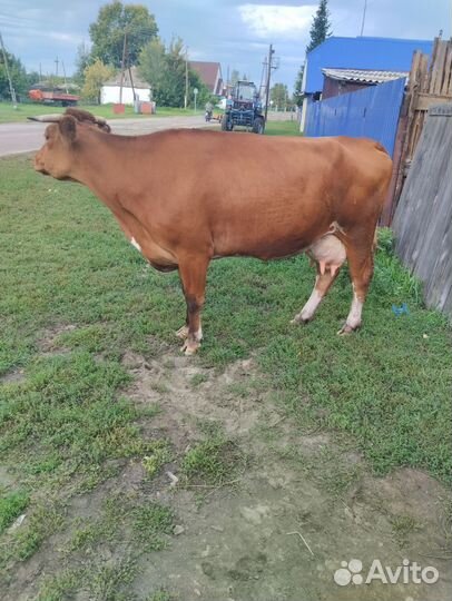 Корова стельная дойная