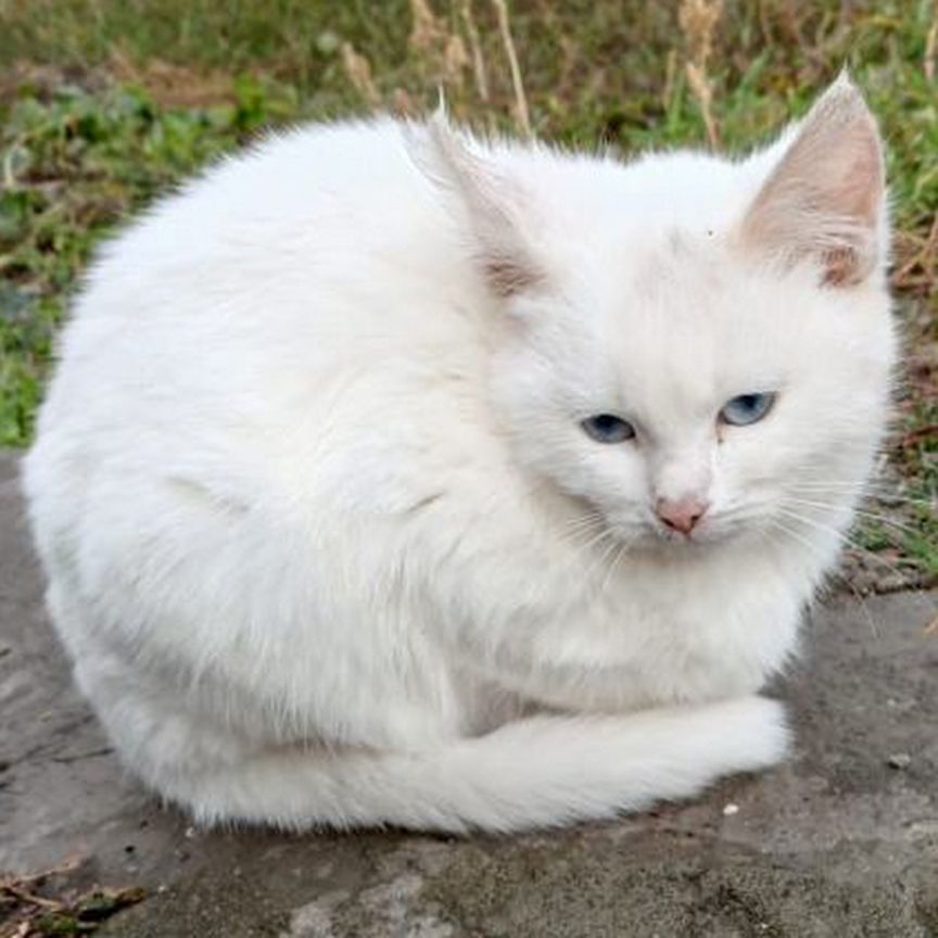 Кошки в добрые руки бесплатно, Надежда, Садов