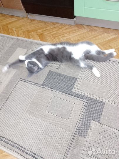 Котенок, 7 месяцев, кастрат, обработан