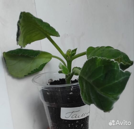 Глоксиния сортовая