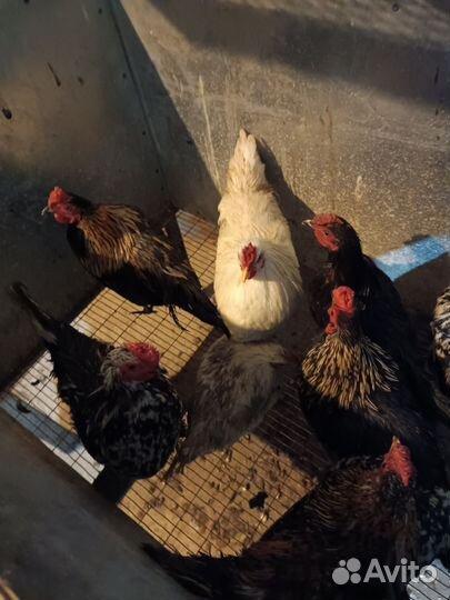 Петушки бентамки