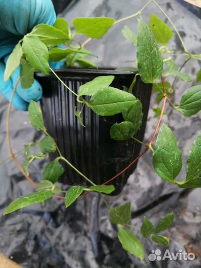 Клематис Сьёдертелье