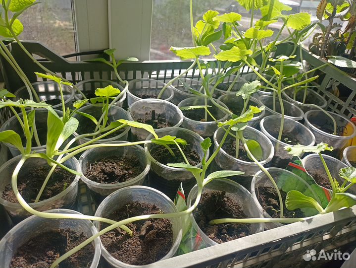 Рассада овощей