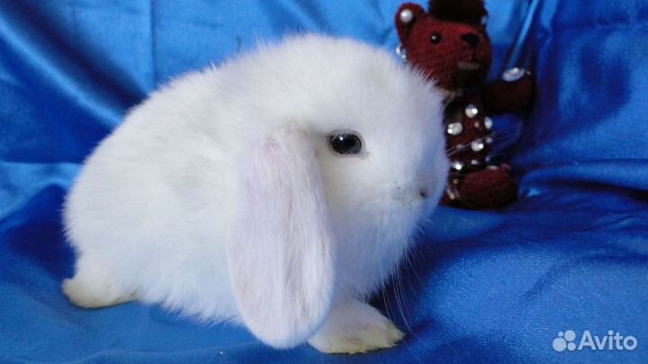Самый маленький белоснежный крольчонок