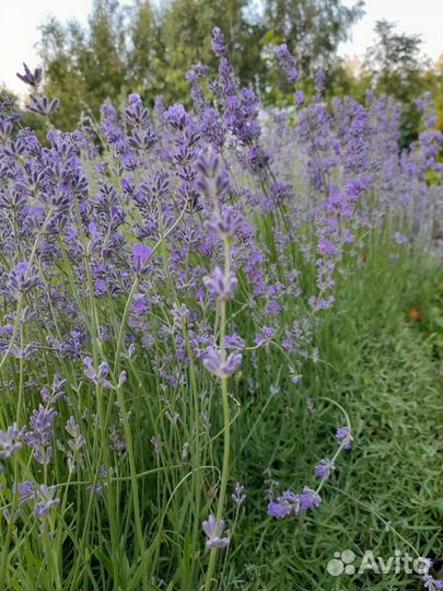 Лаванда