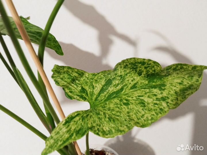 Сингониум Мохито