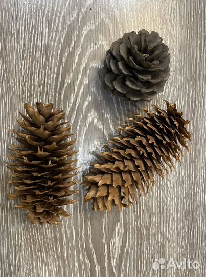 Шишки для поделок