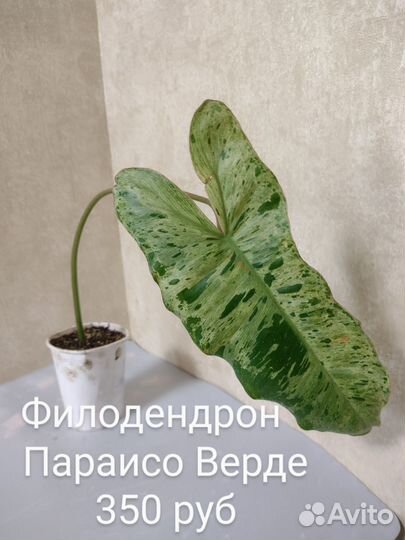 Филодендроны часть 1