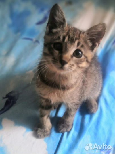 Котята в добрые руки бесплатно