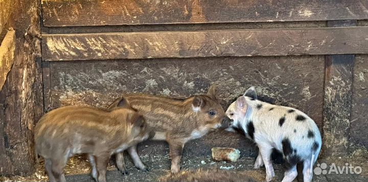 Дикие кабанята