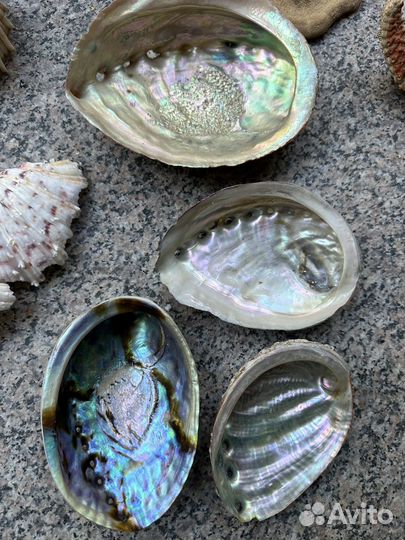 Морская коллекция