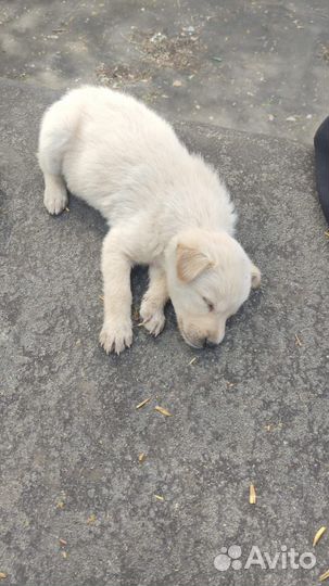 Собака щенок девочка