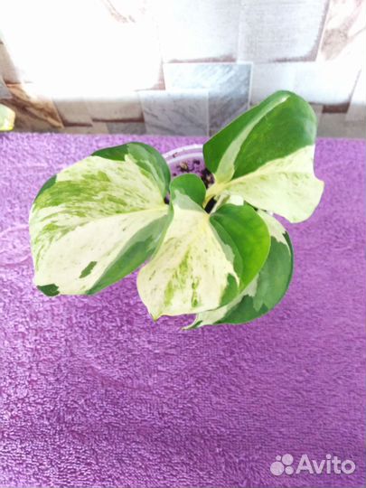 Эпипремнум Годзилла, Хойя карноза, Шефлера Герда