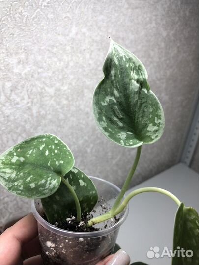 Сциндапсус (Эпипремнум) сильвер энн