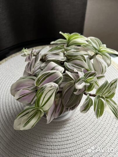 Традесканция пестролистная