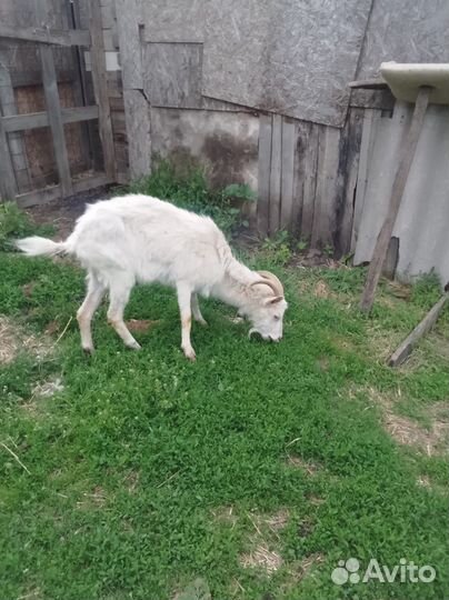 Козы с козлятами