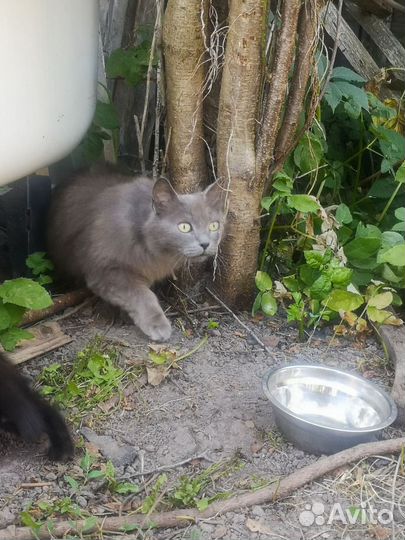 Кошка и ее котенок ищут дом и добрых хозяев