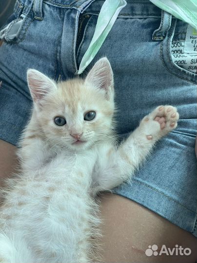 Рыжий котенок в добрые руки