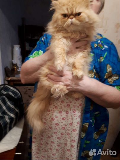 Персидский кот вязка