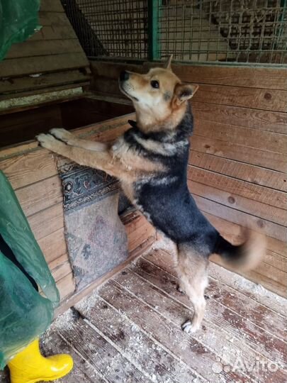 Пес Феникс из приюта ждет своего человека