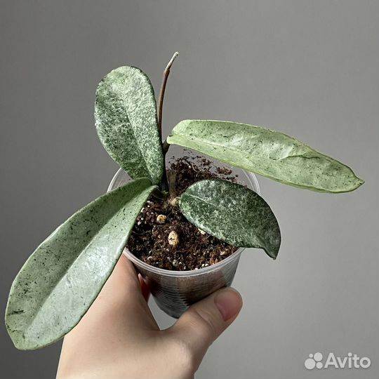 Хойя grey ghost. Хойя серебряный доллар. Хойя вайети. Хойя карноза грей хост. Хойя guinea ghost.