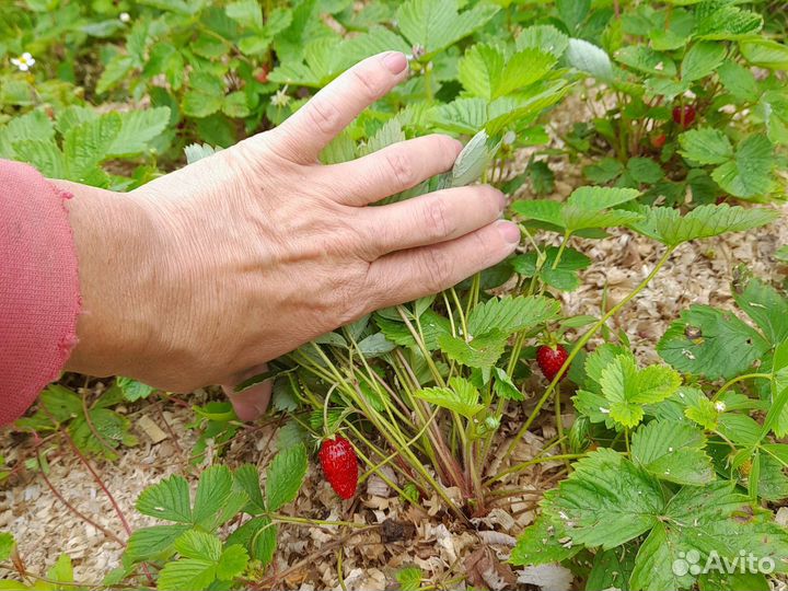 Земляника садовая