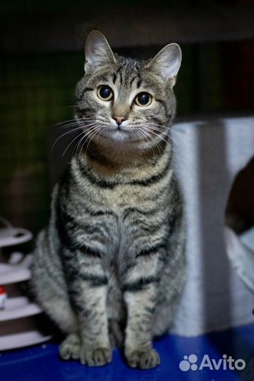 Котик Васелек