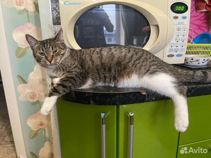Котик ищет дом