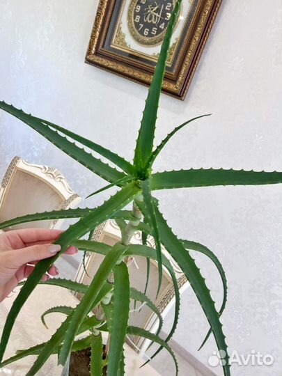 Алоэ лечебный