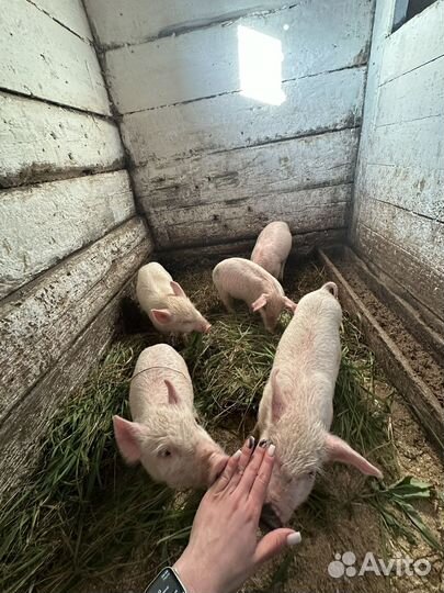 Поросята
