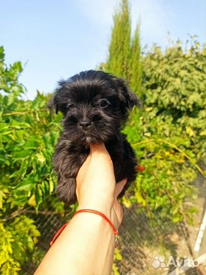 Йоркширский терьер щенки