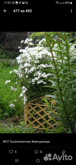 Садовые цветы-многолетники