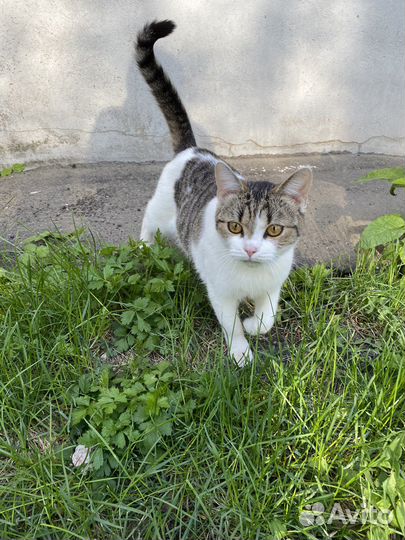 Кошка ищет дом