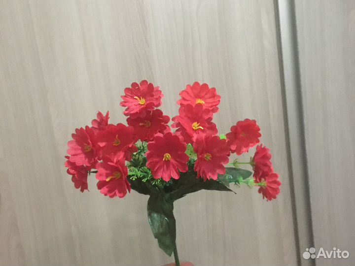 Бордюрные цветы