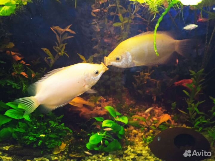 Целующиеся гурами,анцитрусы,Растения в аквариума