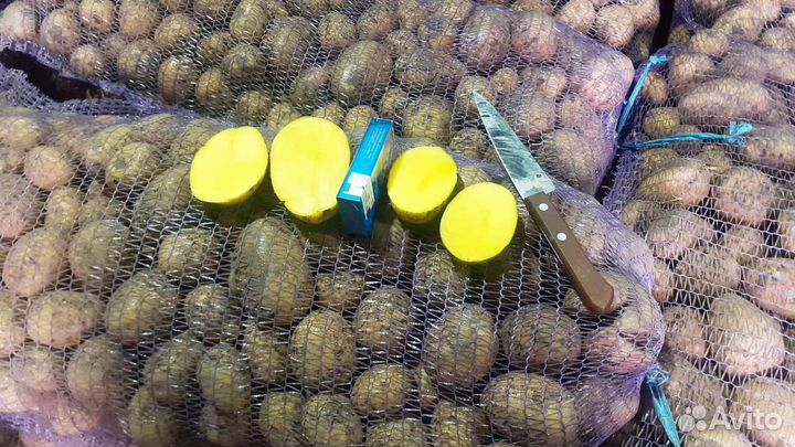 Картофель Гала крупным оптом