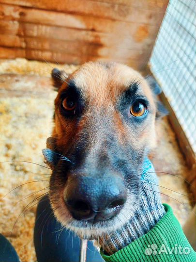 Собака не должна умереть в приюте