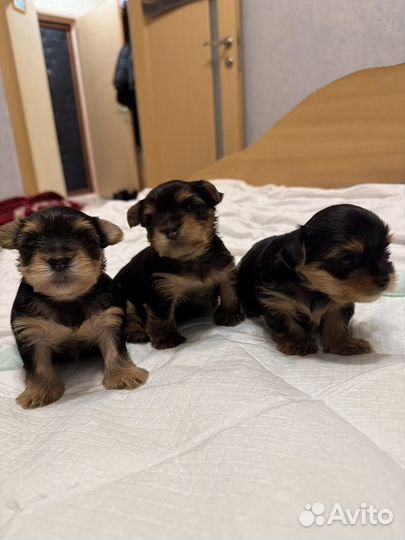 Самые лучшие малыши йорки