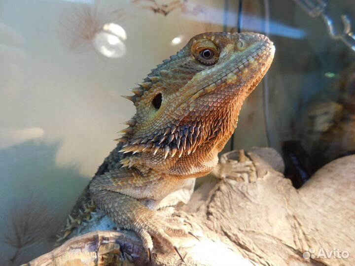 Фотоаппарат Nikon Coolpix B500