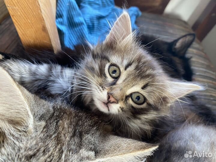 Котята в добрые руки даром