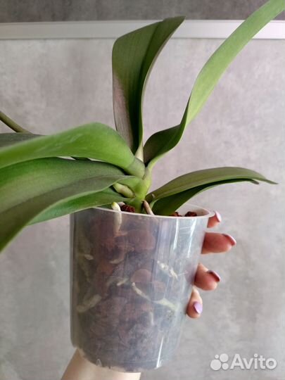 Орхидея фаленопсис