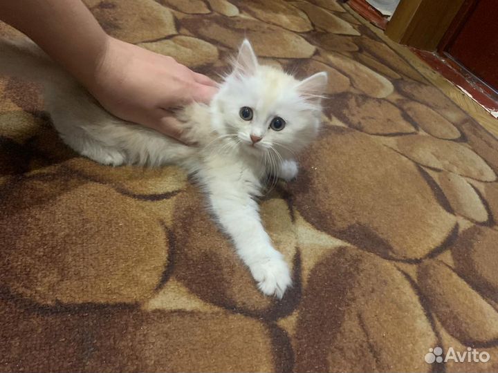 Котенок девочка