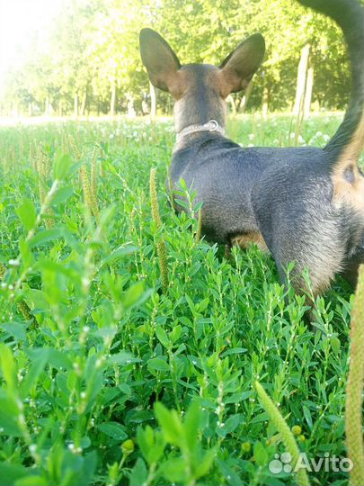 Выгул собак