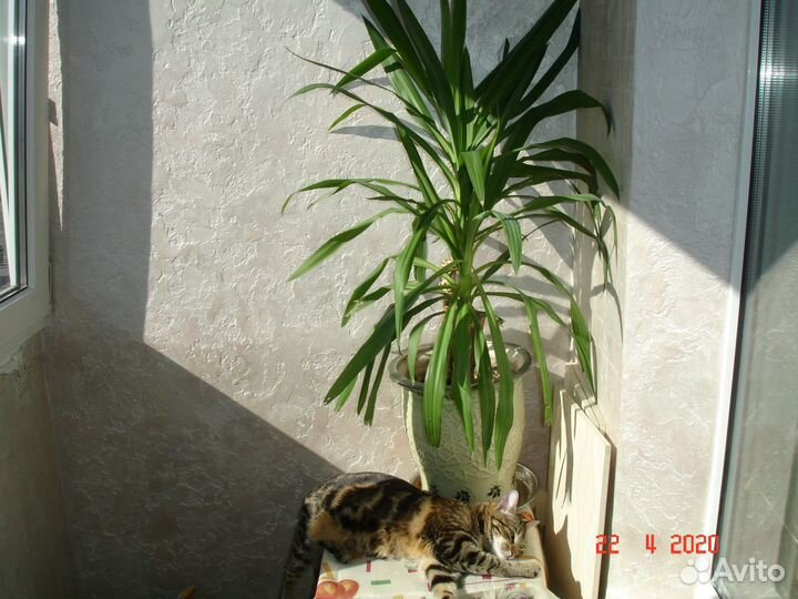 Толстянка-крассула,алоэ,кактус,пальма 