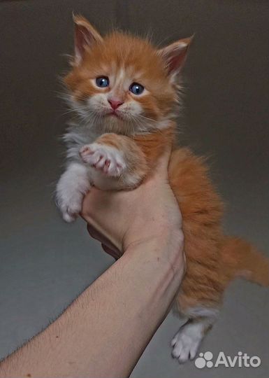 Котята Мейн-кун полидакт