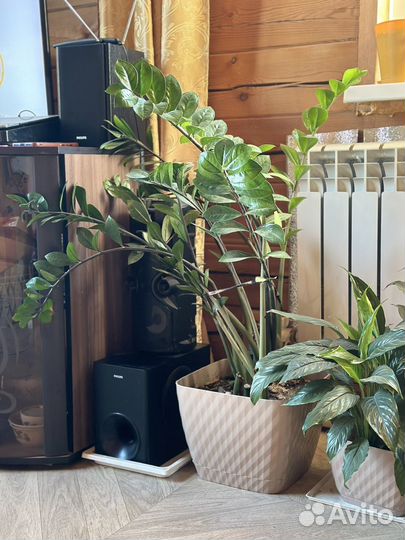 Замиокулькас